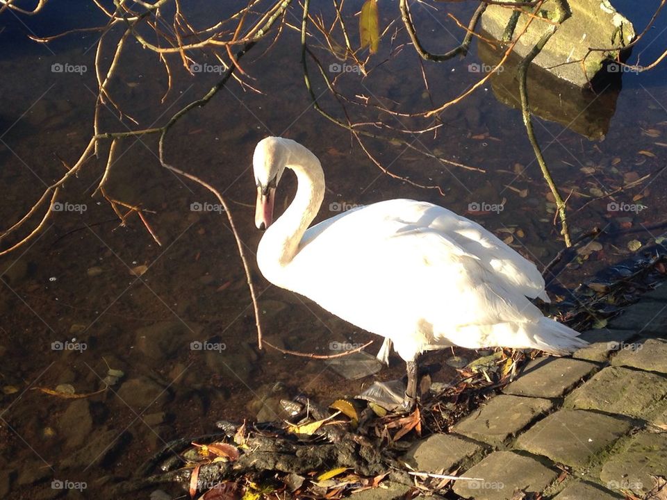 Swan off for a swim at Pennington flash country park