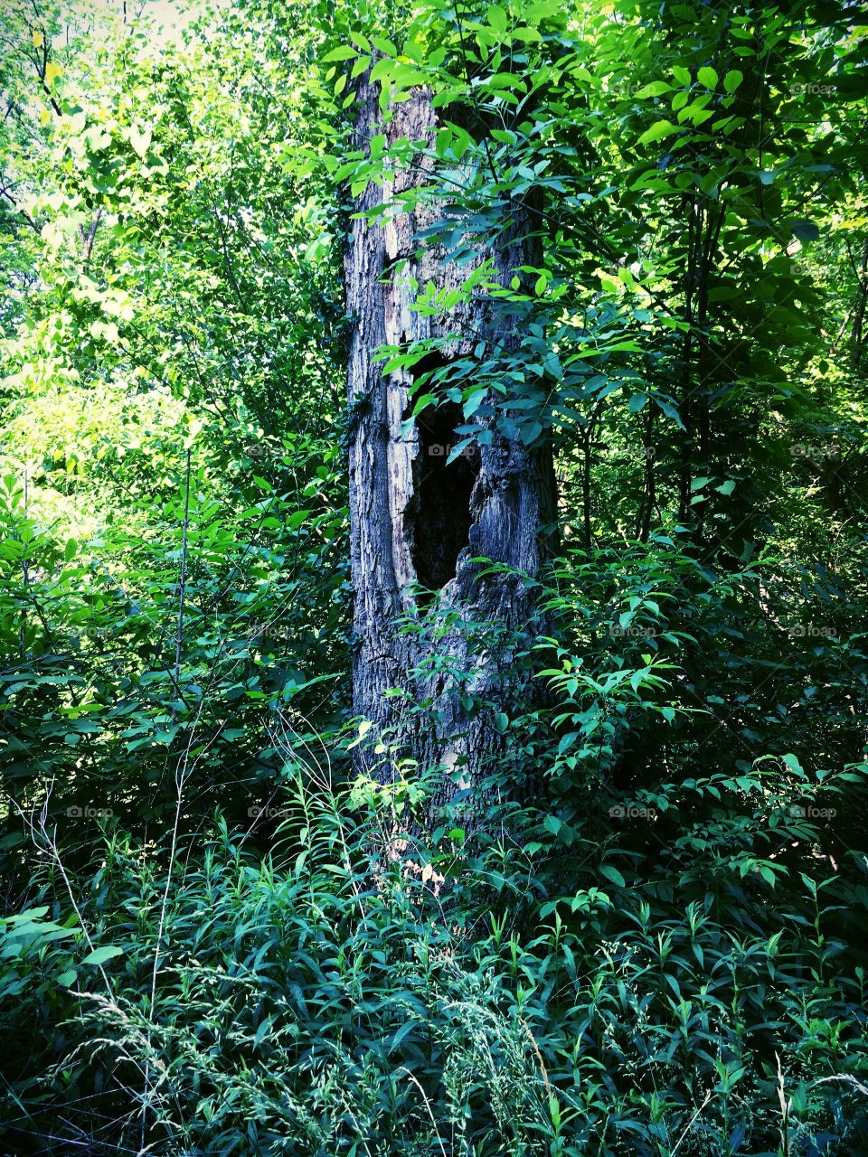 A rotted out tree