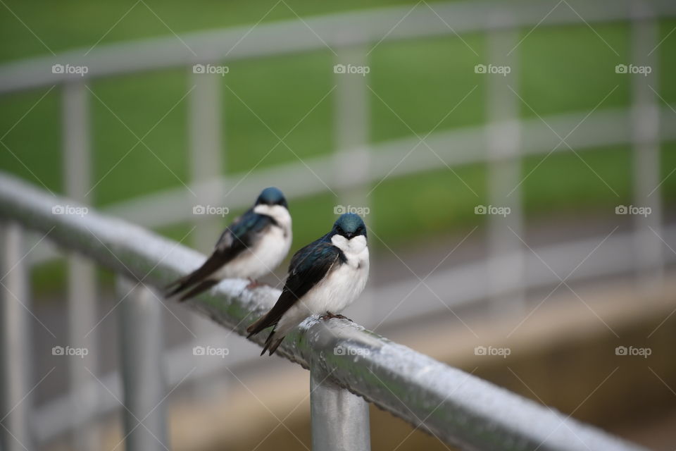 tree swallows