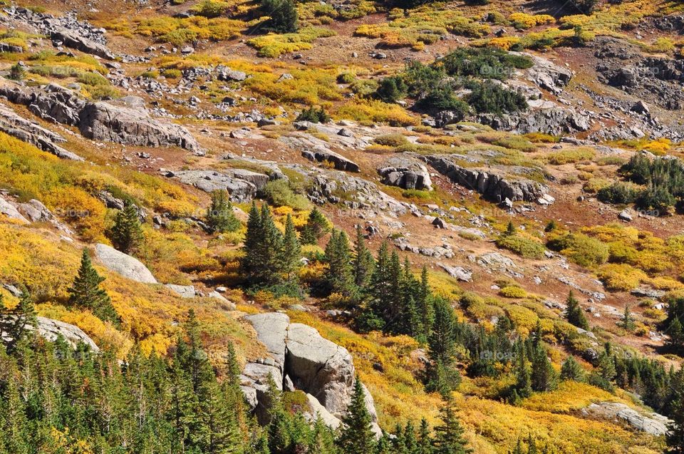 A vivid and colorful high alpine meadow basks in the heat of the sunshine on this autumn day.