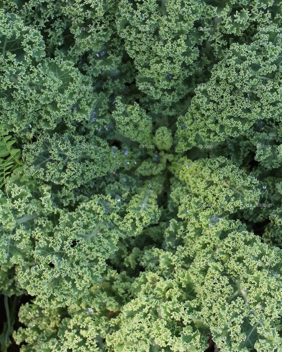 Organic Kale 