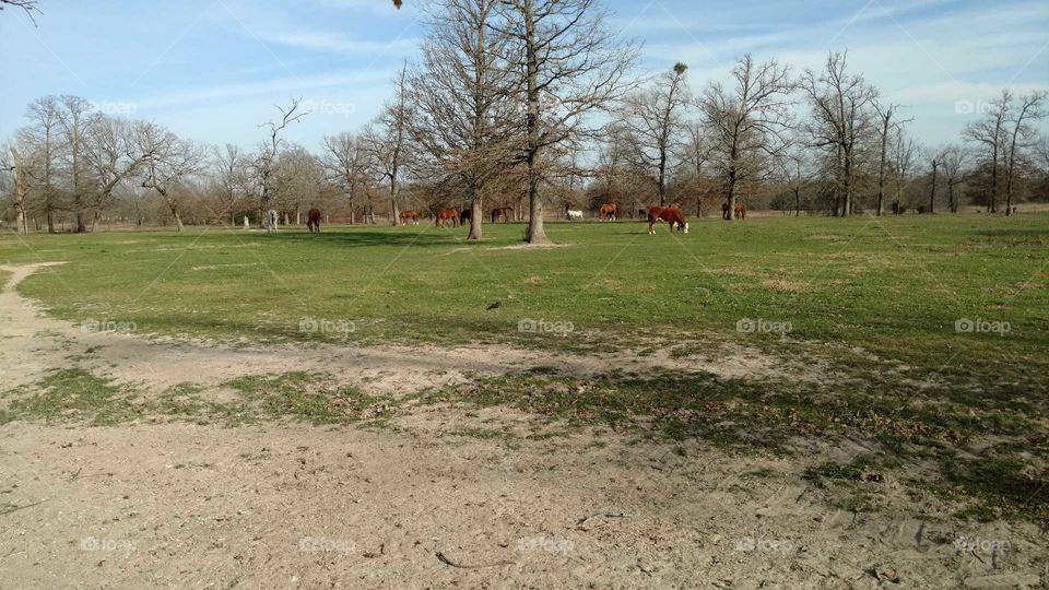 Wild Horses in open Field