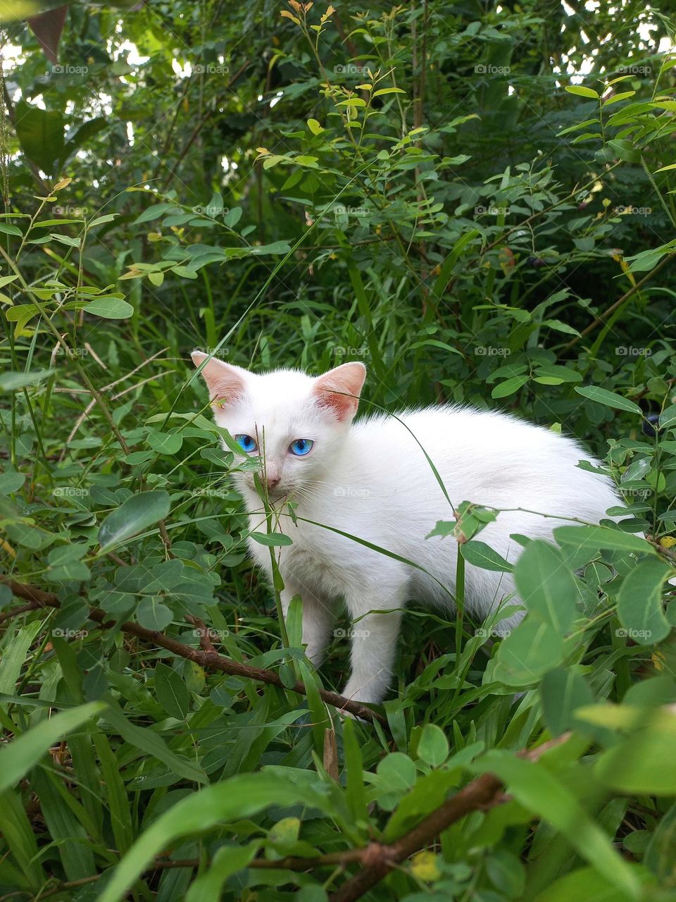 White kitten with beautiful eyes among the green grass