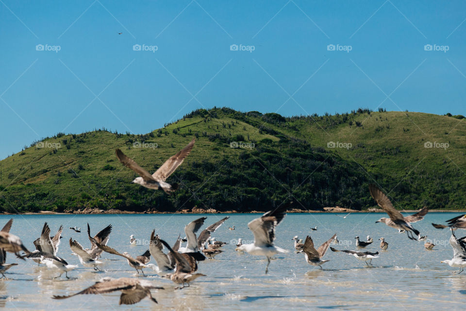 Praia com paisagem linda e fantástica no Brasil, na região do Lagos no Rio de Janeiro, em Búzios. Uma ilha incrível de conhecer!