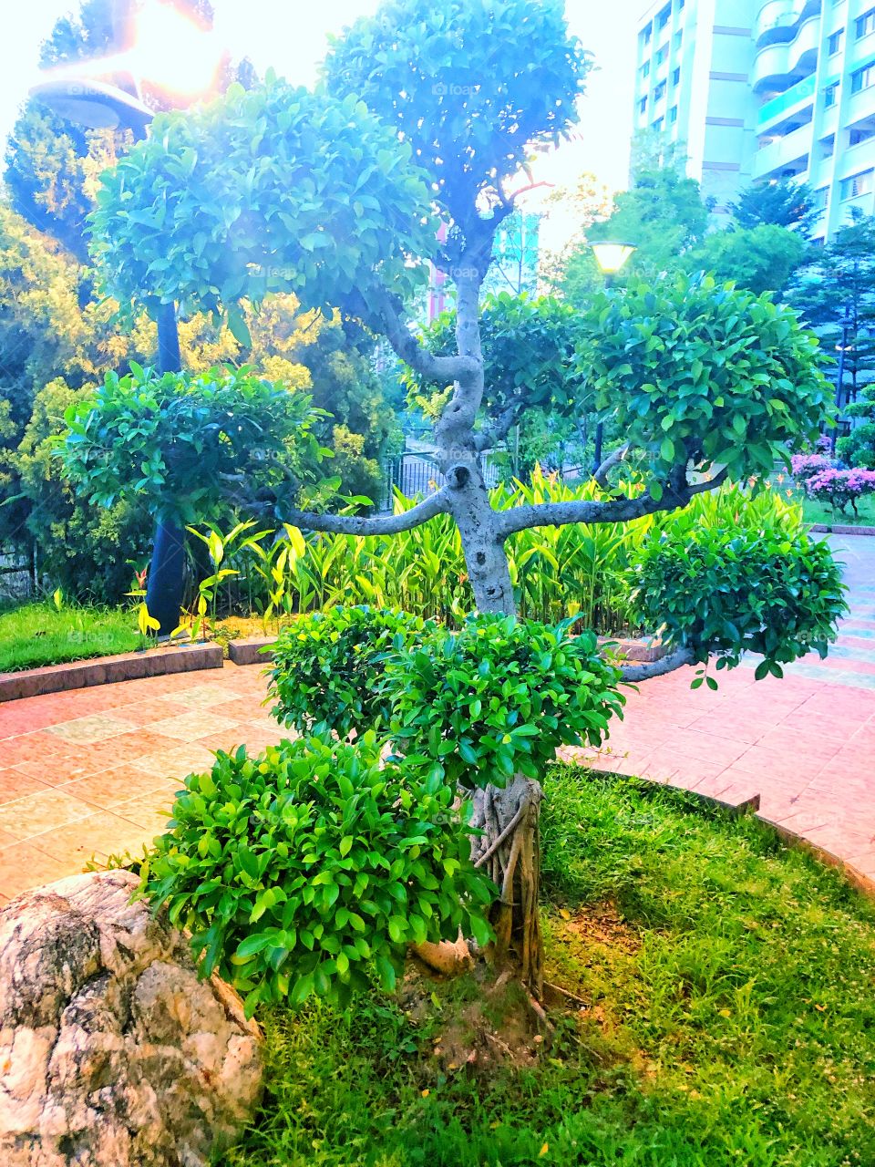 Tree from park