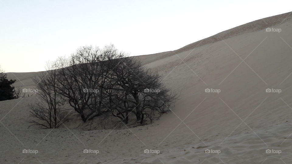 arbre du desert