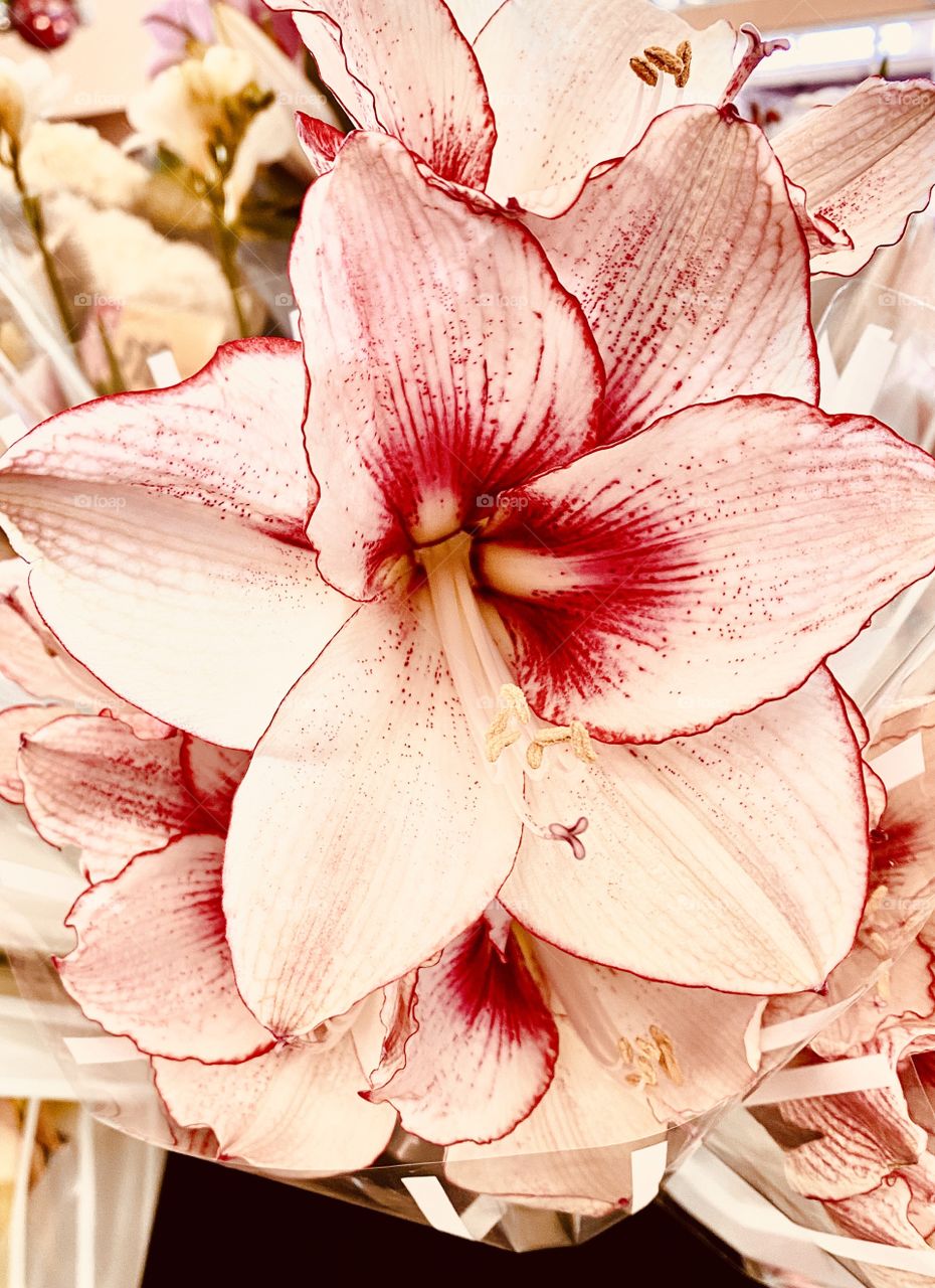 Flower of the Season