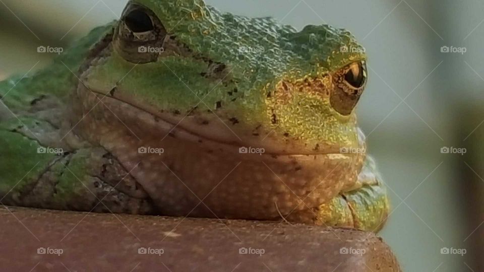 Tree Frog close up !!