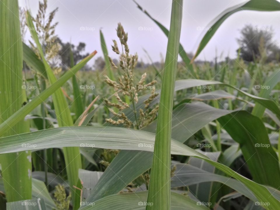 long size leaves in grass plant in the field.In this photos show seeds and the flower of plant.