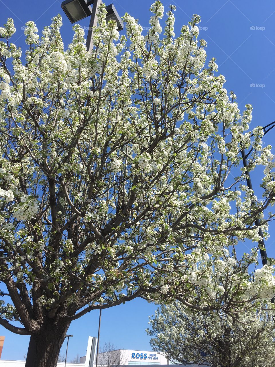 Blooms on tree on a sunny day 