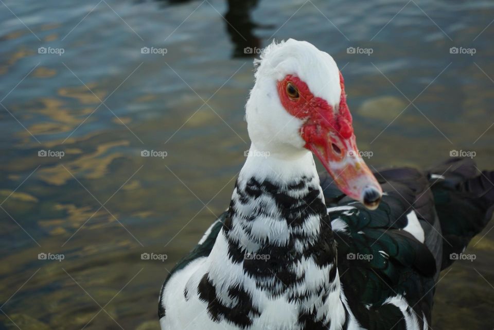 Duck#face#detail#colors#lake#water