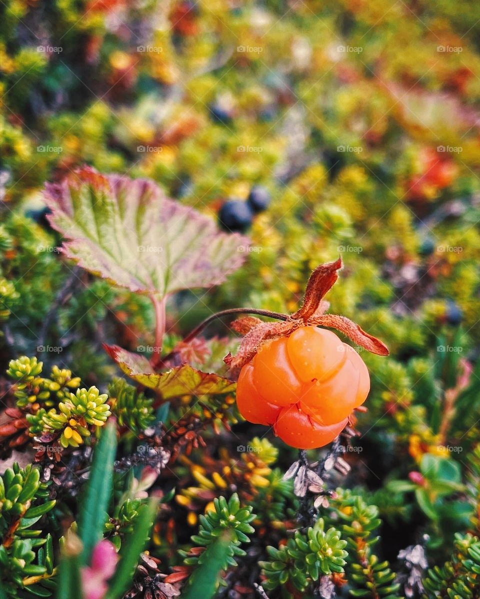 cloudberry