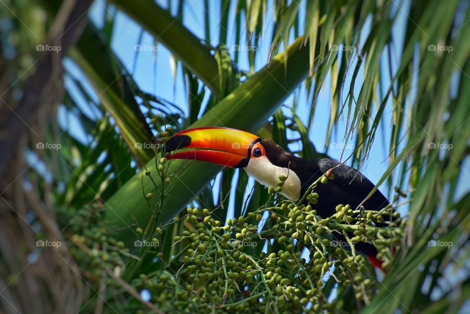 TUCANO PANTANAL MS