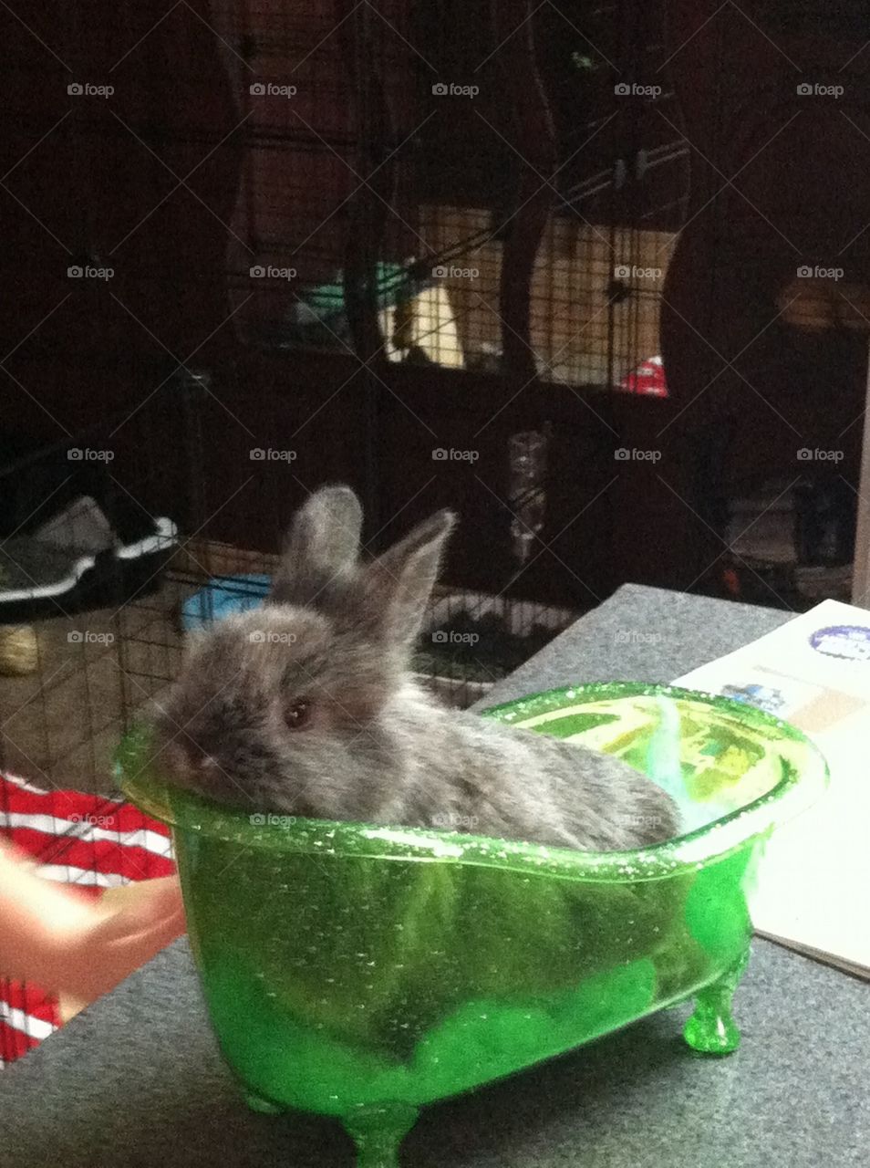Bunny in mini bath tub