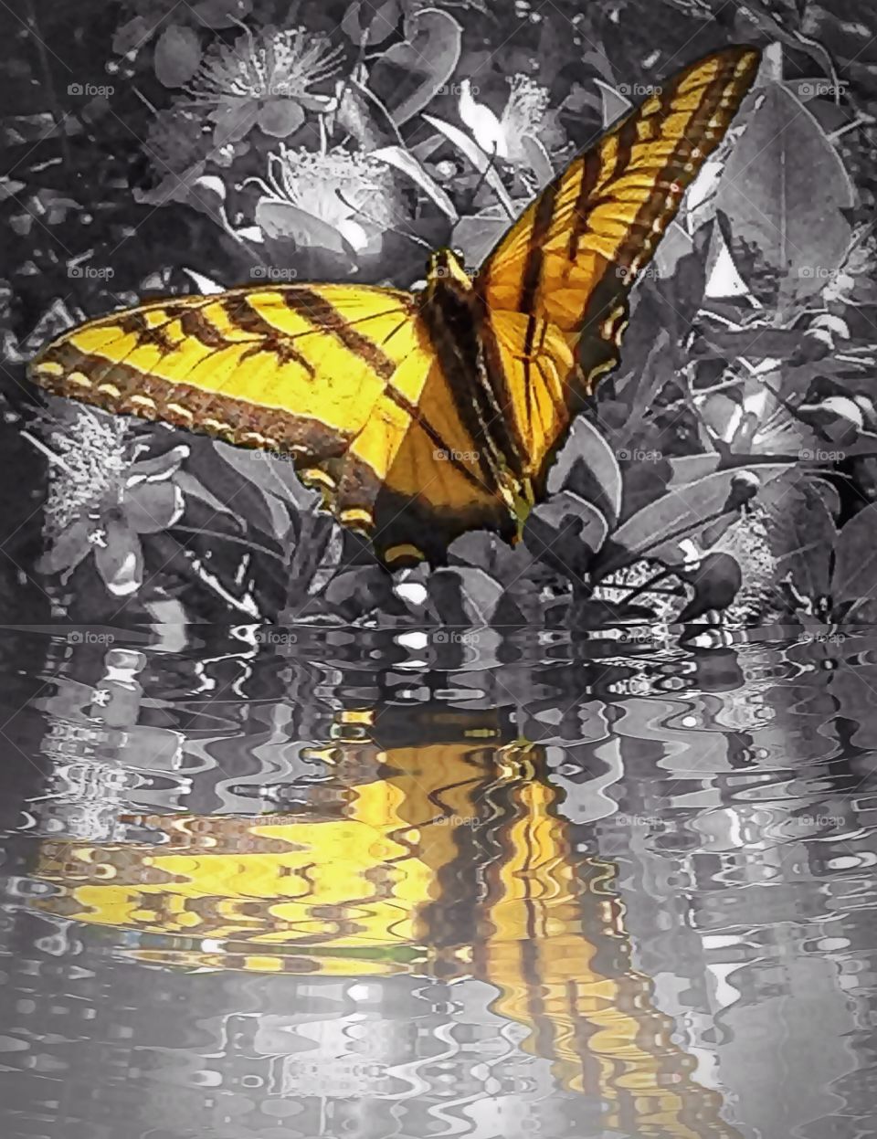 Reflections. Swallowtail, Bloss House, Atwater, CA