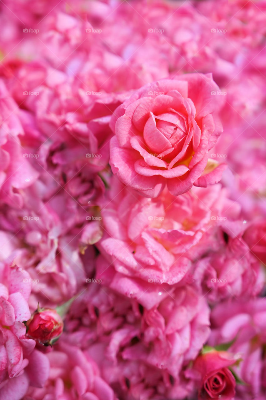 A cluster of pink Roses 