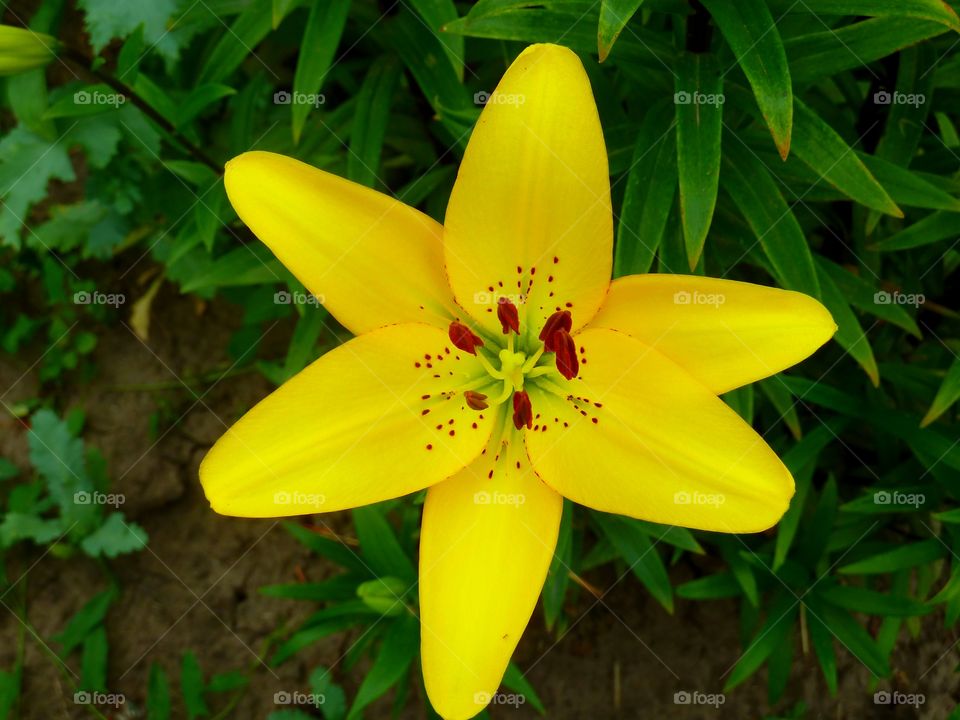 Lily flower