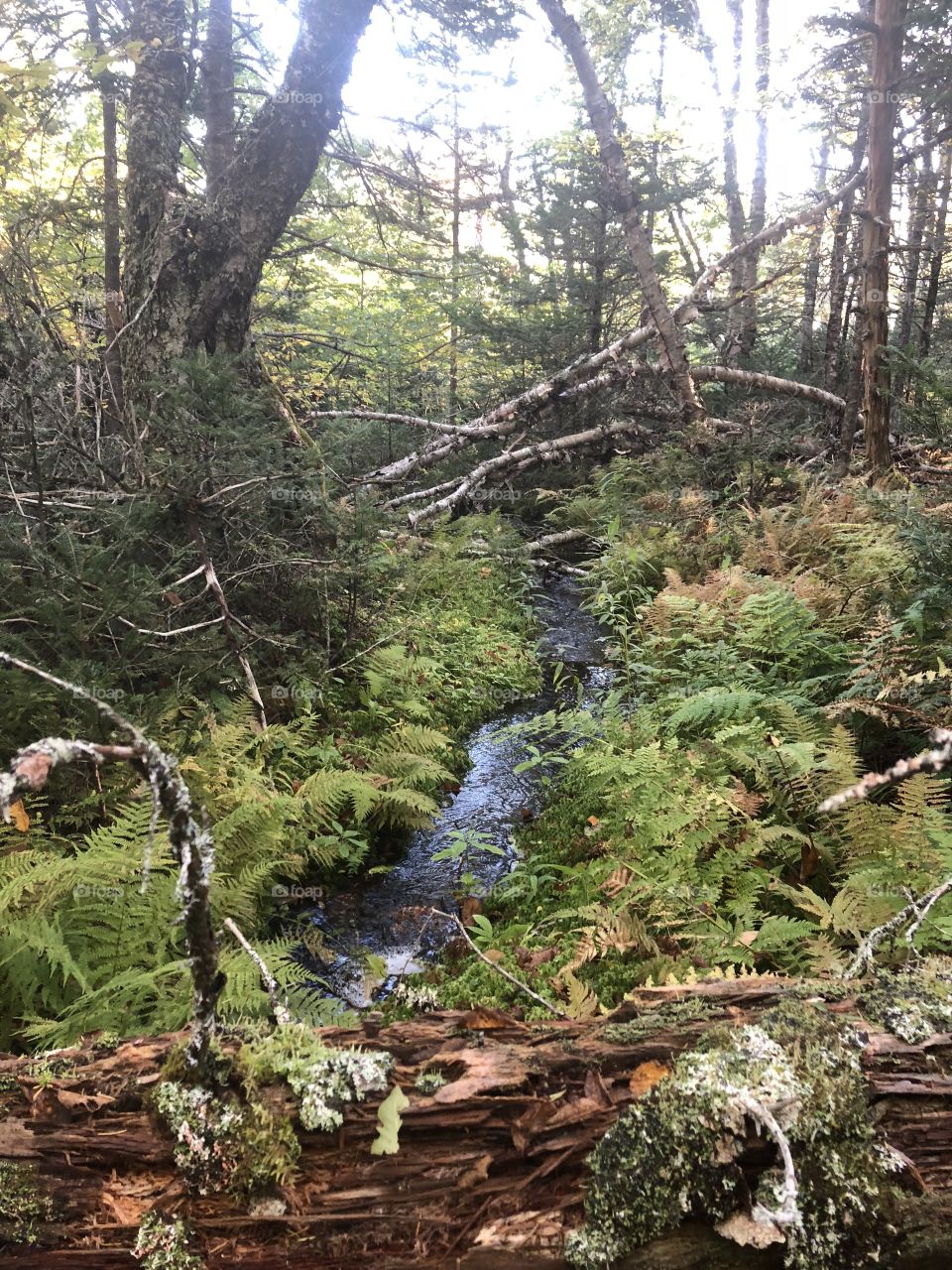 Stream through the woods