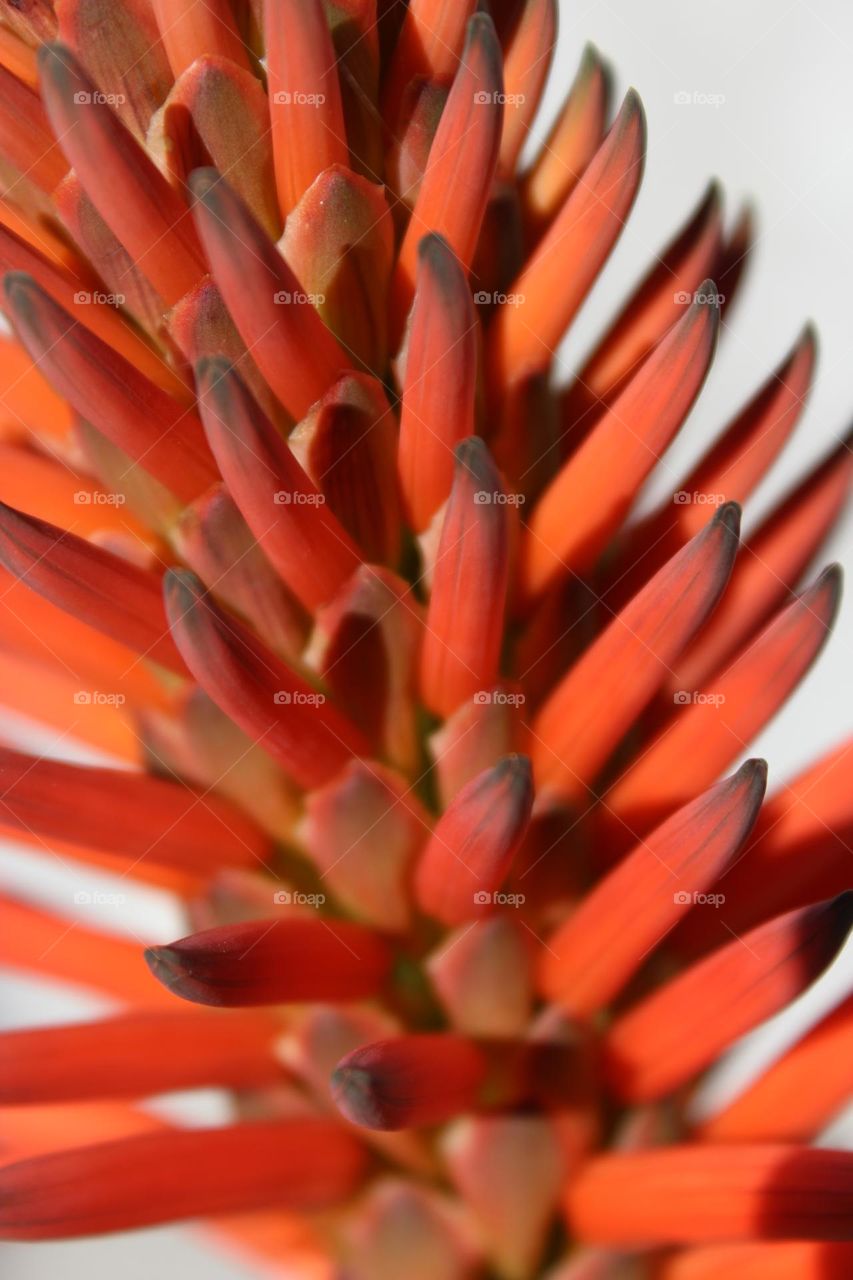 Aloe Flowers