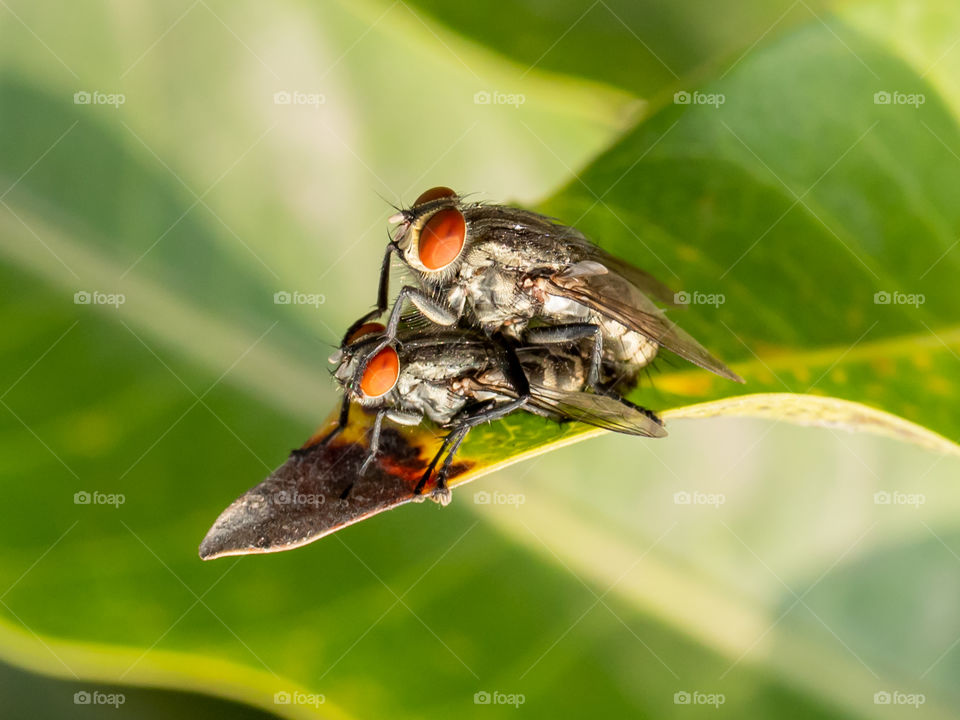 Mating