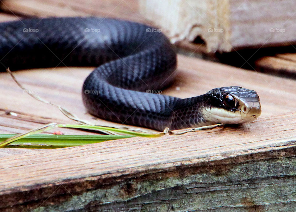 Black snake on the prowl. Our friendly outdoor pet
