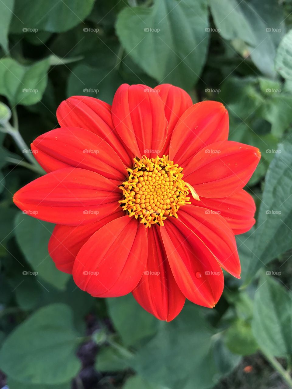 Beautiful red flower with gold center and green leaves in the background. 