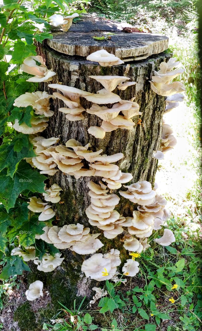 Mystical Mushrooms: A Fungi Adventure