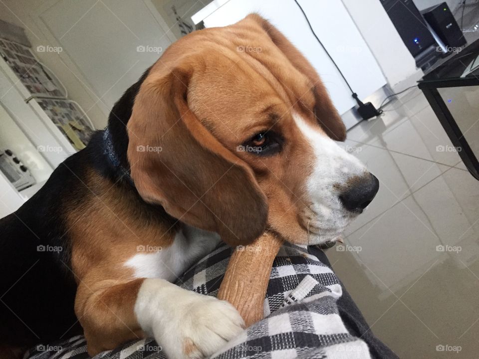 Lucas the beagle