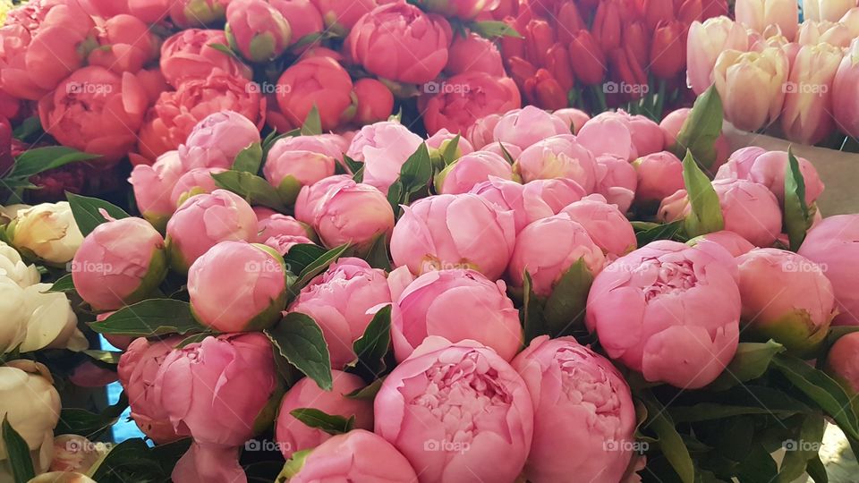 pink flowers in Seattle market