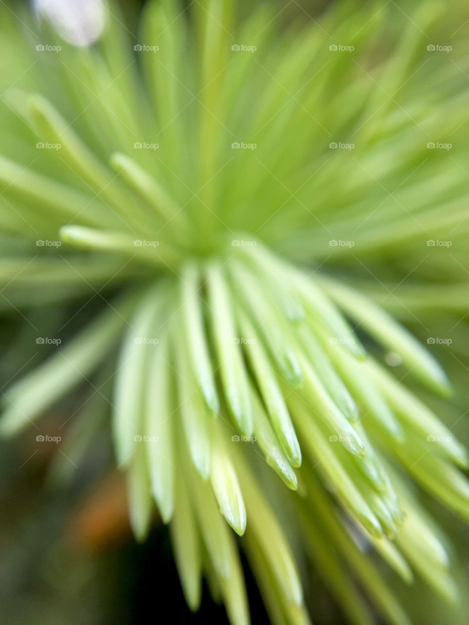 Pine's leaves