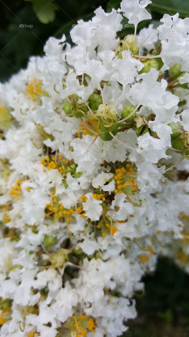 flowers