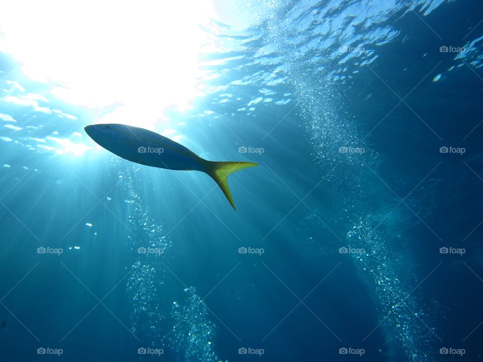 Sun fish. Shot west of key largo on a dive