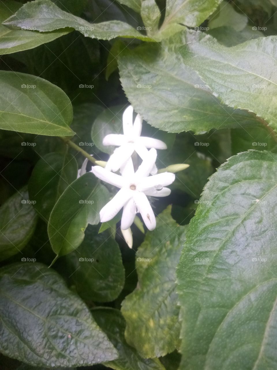 white flower