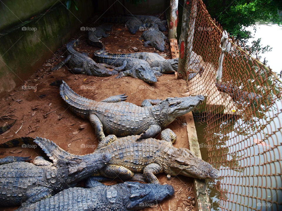 Crocodile farm. Vietnam