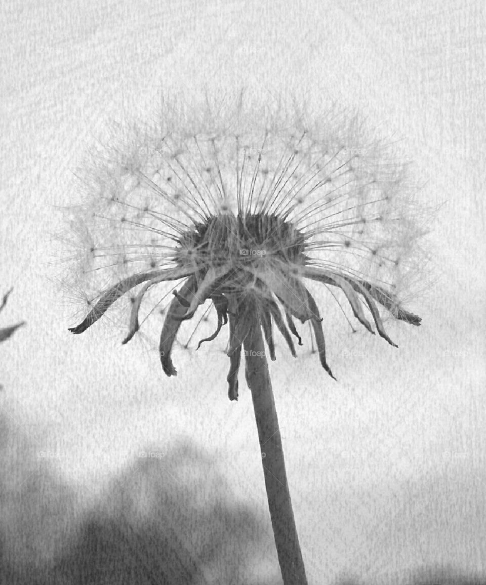Dandelion sketch