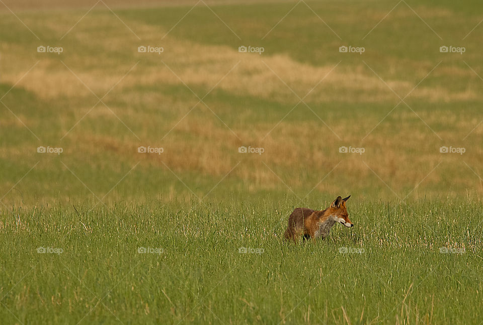 Fox