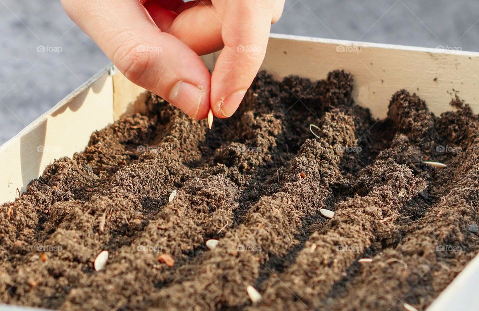 Fingers of a young unrecognizable caucasian male sows a seedling of cucumber in a wooden box with black soil, close-up side view. Concept of sowing seeds