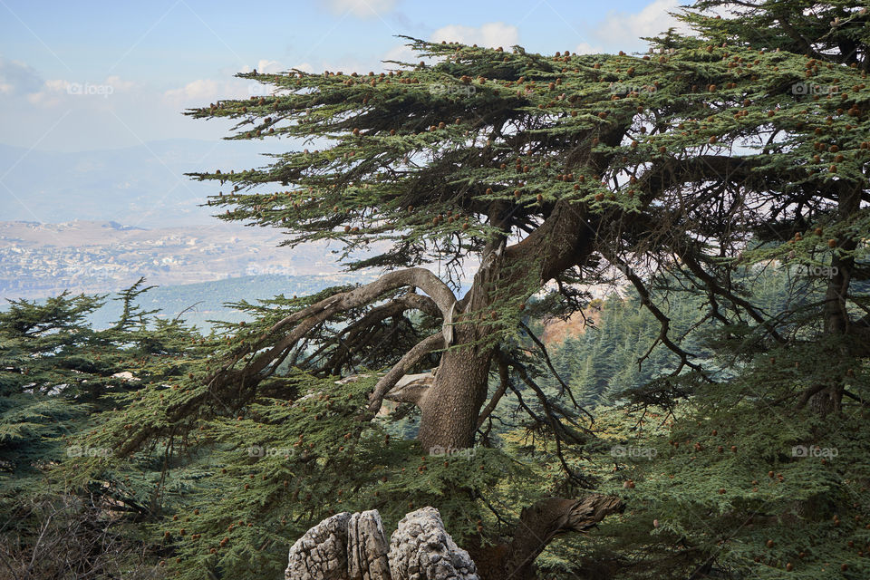 Cedars