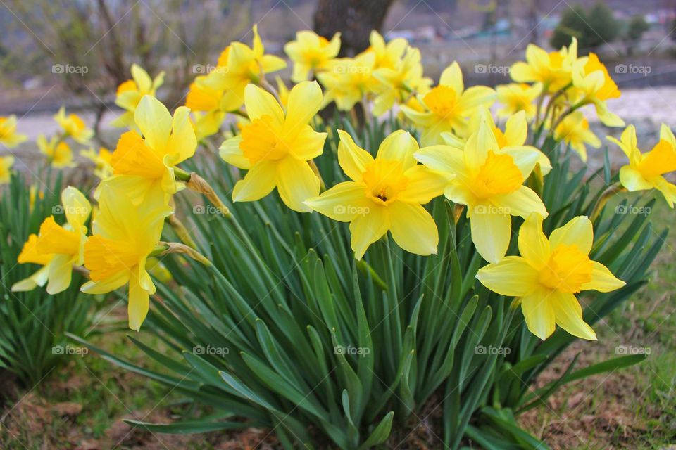 Beautiful Daffodil flowers 