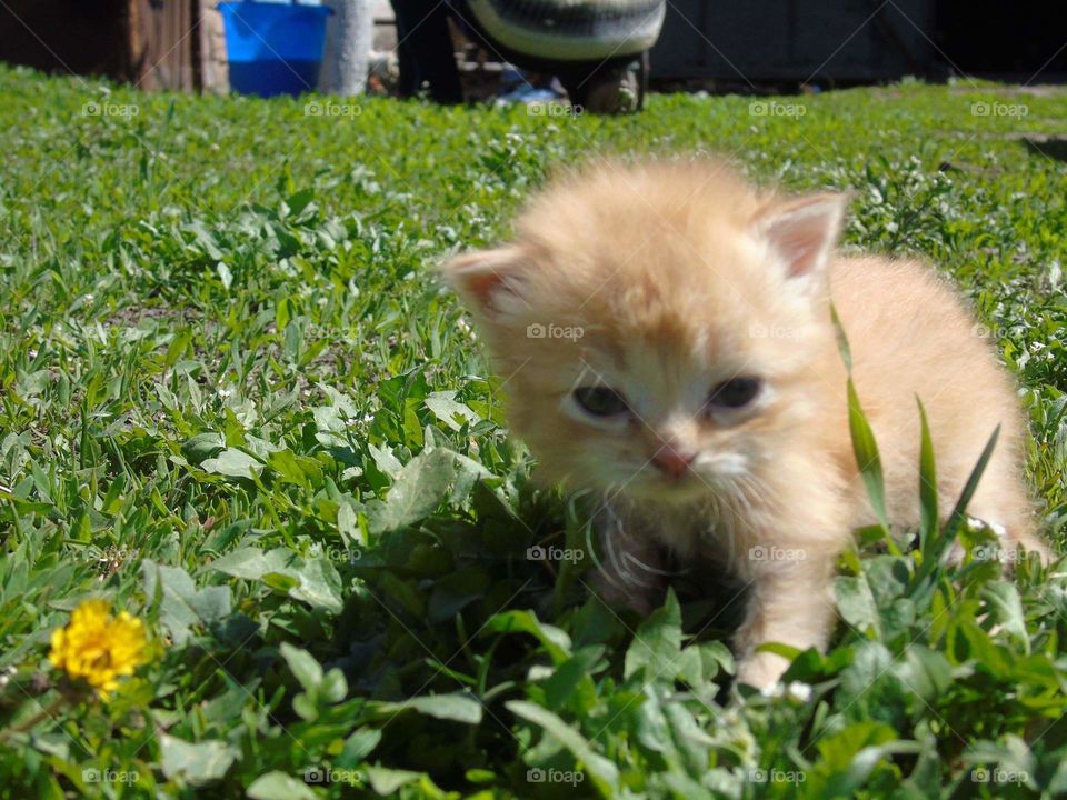 little kitty