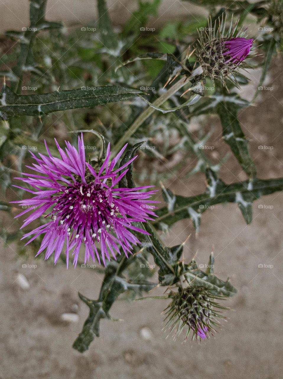 purple flower