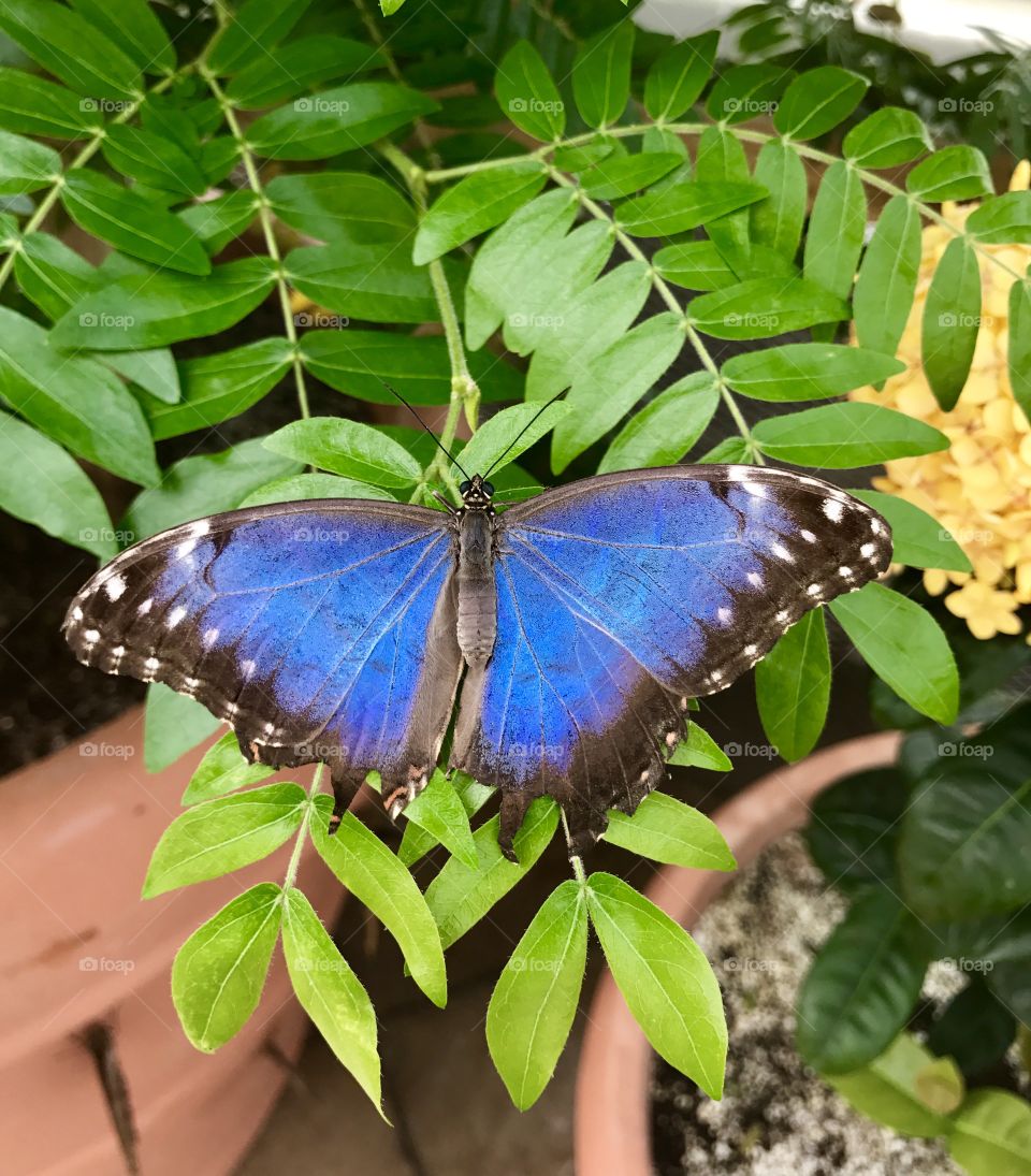 Blue & Black Butterfly