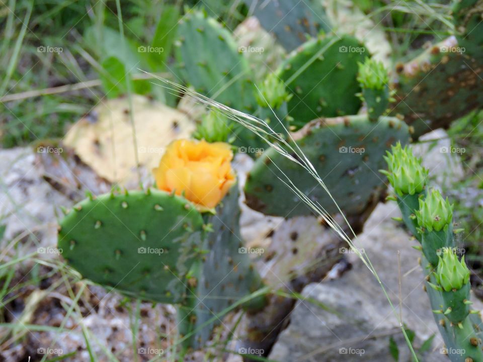 Yellow rose cactus 