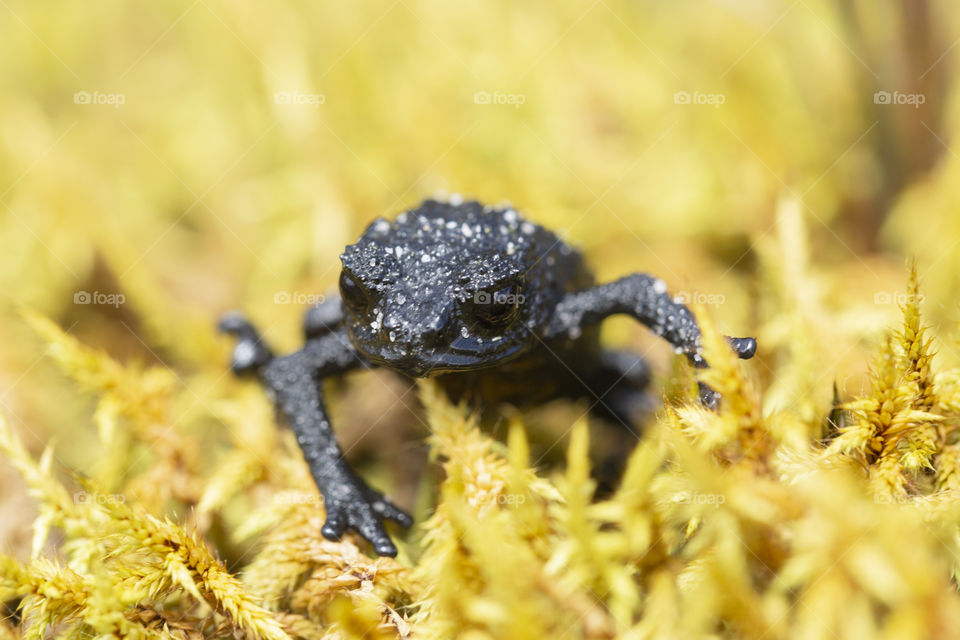 Animals in the wild - little frog.