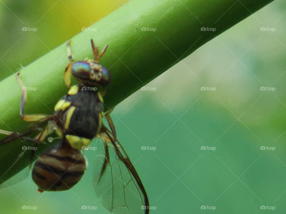 Beautiful flies view #2