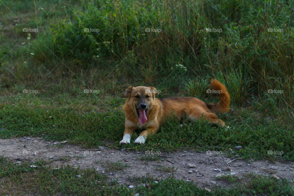 Dog on the grass