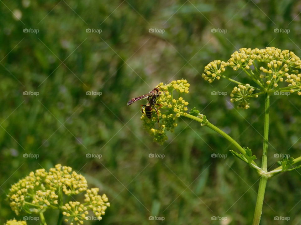 Wasp in front 