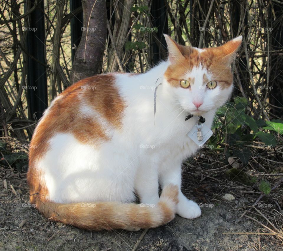 A pretty ginger and white cat