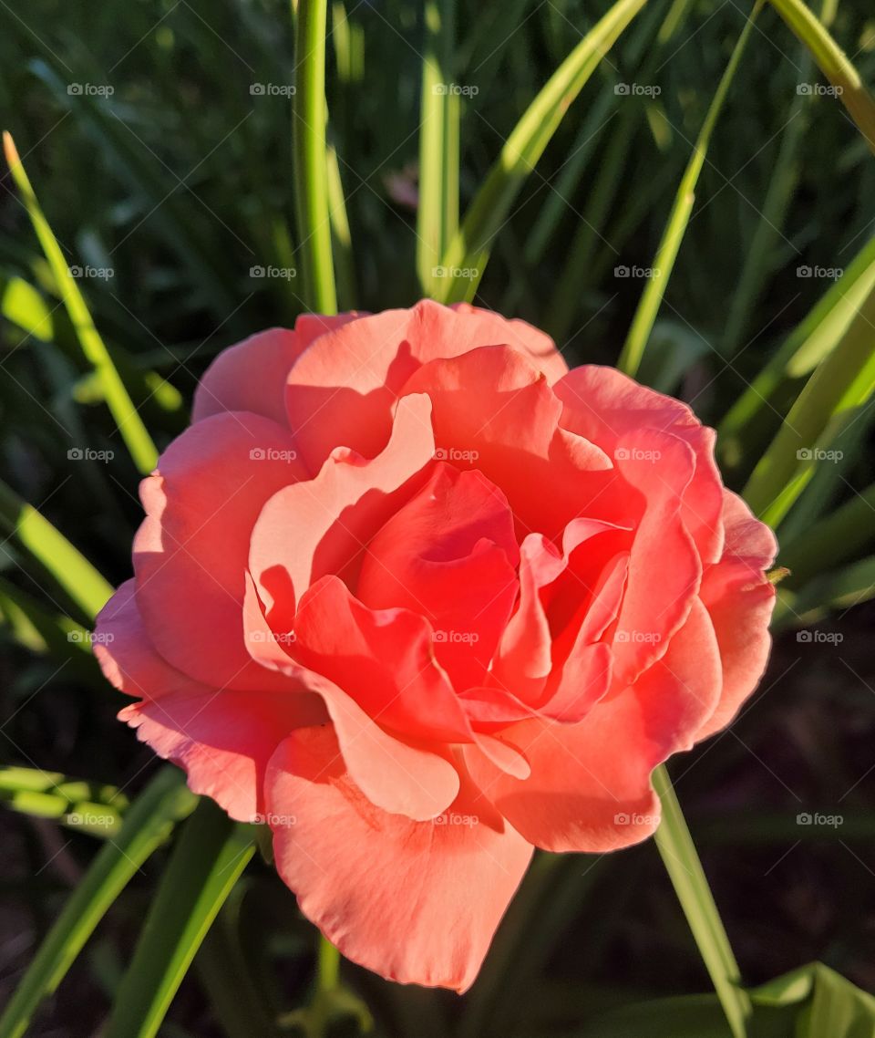 Pretty pink color rose plant in garden, with tropical green grass and bright sunshine, in summer bloom