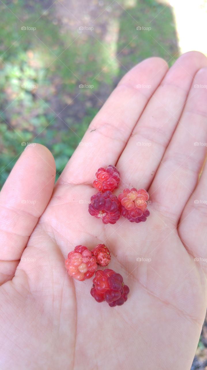 My nan told me that the best berries grow In the forest. So, whenever I go in the forest, I look around in the grass and bushes to find me some goodies. 😋